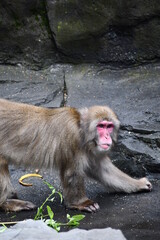 snow monkey portrait (japanese macaque)