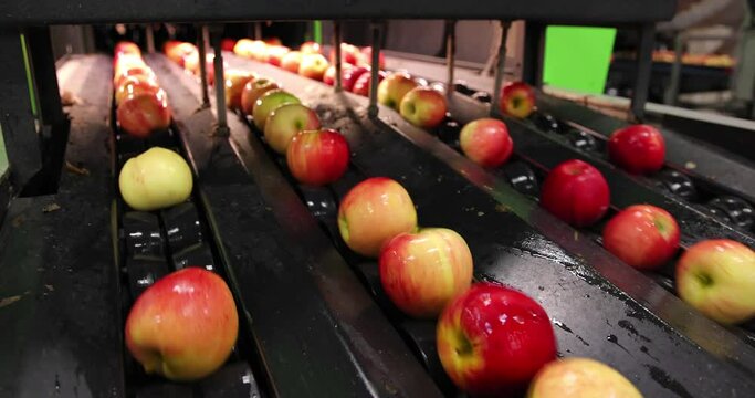 Apples moving on conveyer belt, sorting and grading by the machine in a fruit packing warehouse