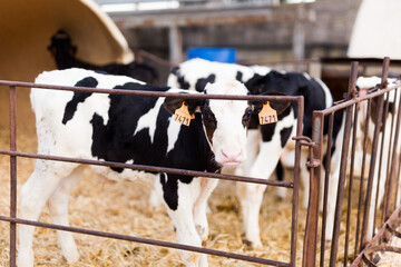 black and white calves in stall on farm
