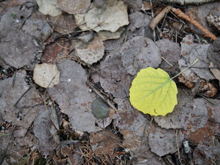 autumn leaf on the ground