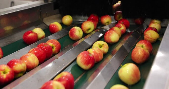 Apples moving on conveyer belt, sorting and grading by the machine in a fruit packing warehouse