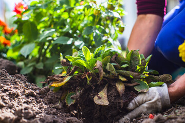 Planting flowers by a farmer in the garden bed of a country house. Garden seasonal work concept. Hands close up
