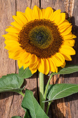 Fresh cut sunflower on an old farm table