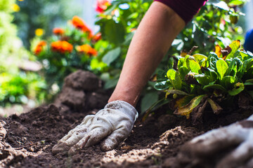 Fototapeta premium Planting flowers by a farmer in the garden bed of a country house. Garden seasonal work concept. Hands close up
