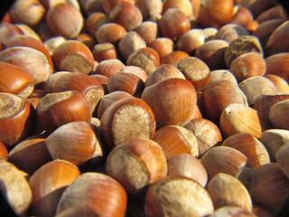 fresh shelled hazelnuts