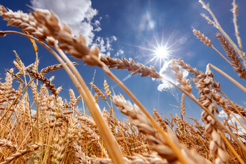 Fototapeta premium Background ripe golden wheat field with blue sky summer day, wide view. Concept agricultural industry
