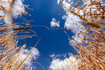 Ears of golden wheat field. Beautiful background rural harvest with blue sky, down view