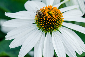 Obraz premium daisy with dew