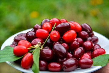 Plate with red dogwood berries on table, closeup.