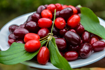 Plate with red dogwood berries on table, closeup.