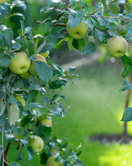 Shiny delicious apples hanging from a tree branch in an apple orchard during watering