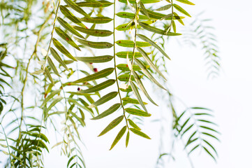 Detail of a fern leaf against the light at a rainy day