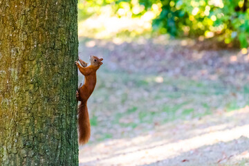 squirrel on tree