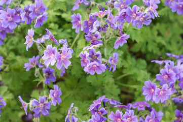 Obraz premium Cranesbill, Geranium Rozanne in bloom closeup, backgrounds