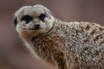 Portrait of a cute meerkat