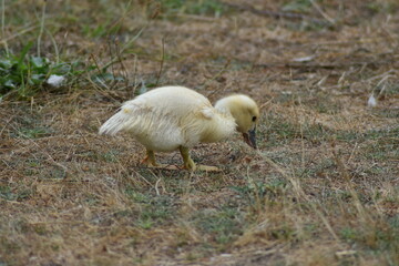 Cría de pato amarillo andando por el suelo