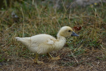 Cría de pato amarilla andando por el suelo