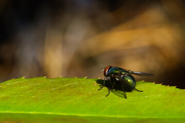 fly on leaf, macro, close-up