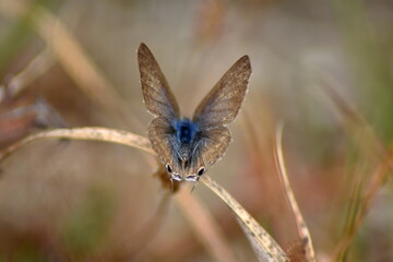 It´s time to fly (mariposa sobre un junco con fondo difuminado (macro))
