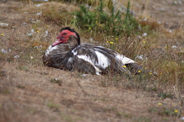 Pato criollo descansando