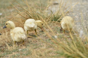 Grupo de crías de pato amarillas picoteando en el suelo