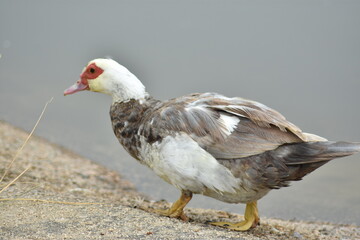 Hembra de pato criollo andando sobre piedra