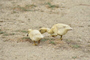 Grupo de crías de pato amarillos picoteando en el suelo
