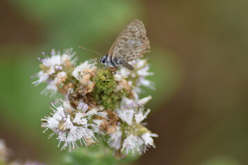 Hermosa mariposa gris estriada (Leptotes pirithous) con fondo difuminado (macro)