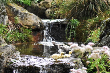 Fototapeta na wymiar Hembra de pato criolla con sus crías en el remanso de una pequeña cascada