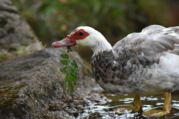 Hembra de pato criollo con una hoja en el pico con salpicaduras de agua