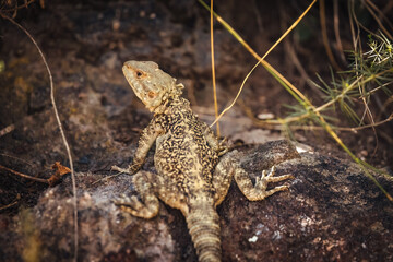 Asian mountain lizard Caucasian agama ( Paralaudakia caucasia) sitting on a rock close-up.