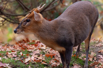 Chinesischer Muntjak, small deer in Thailand