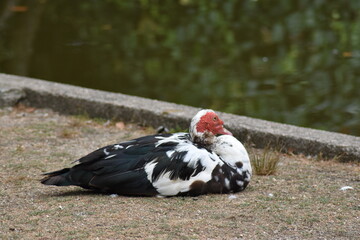 Pato criollo descansando