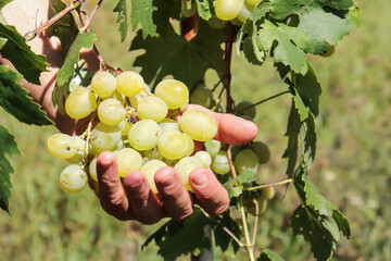 bunch of white grapes in the hands of a man in the garden on a summer day selective focus.