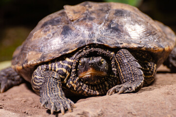 Portrait of a water turtle
