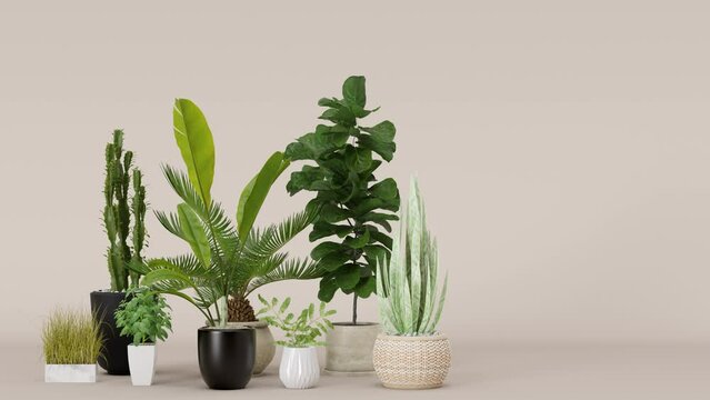 Home plants in pots on beige background. Plants lover concept, green interior details. Various potted plants. 3d rendering.