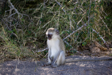 Cercopithecus green or vervet, also called tumbili, is a monkey that lives in the African savannah of the Kruger National Park in South Africa it is a monkey that lives and is easy to see in the trees