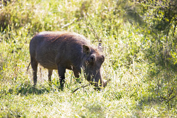 The warthog has a large head, barrel-shaped body and the presence of warts on the face from which it gets its name, this animal that lives in the African savannah is well known from the movie.