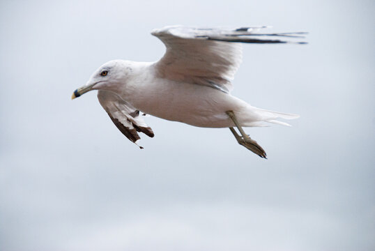 Seagle flying