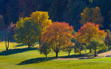 fruit trees at the forest edge in the autumn´s late afternoon sun