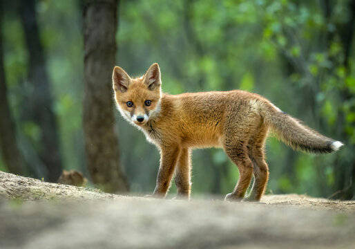Cute young red fox in the forest ( Vulpes vulpes )