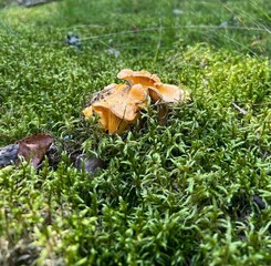 mushrooms on the grass
