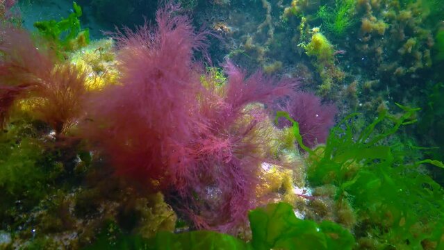 Green and red algae on underwater rocks (Enteromorpha, Ulva, Ceramium, Polisiphonia), Black Sea