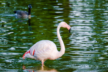 close up of a pink flamingo