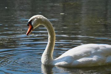 A graceful white swan swimming on a lake with dark water. The white swan is reflected in the water. The mute swan, Cygnus olor