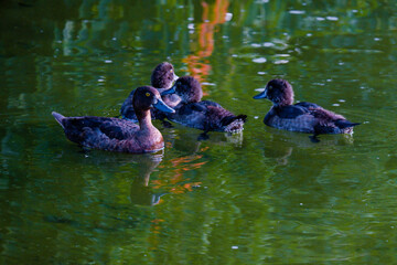 duck on the water