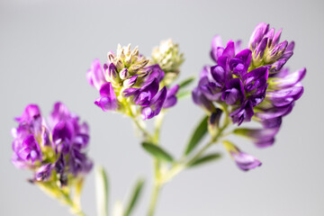 Obraz premium Wildflower in purple color, macro, isolated on black background.