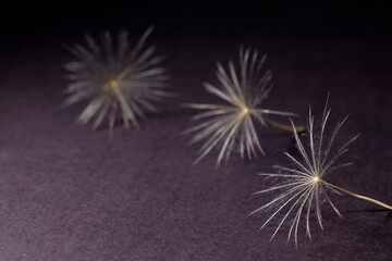 Dandelion seeds, macro, black and white photo.