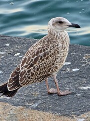 seagull