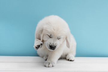 Shy golden retriever puppy sitting on a blue background with his paw covering his face